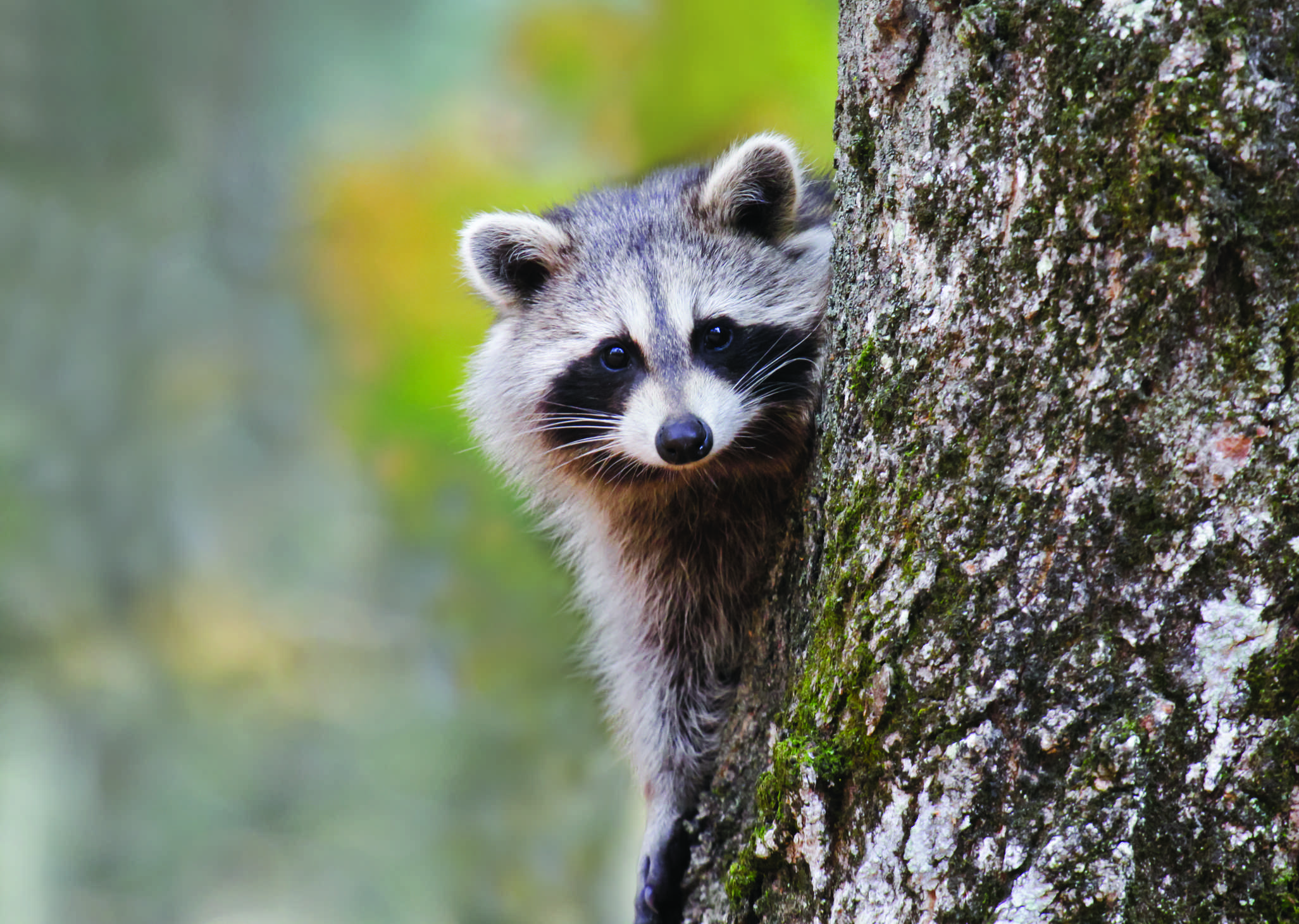 Man burns raccoon that ate his mangoes, police say