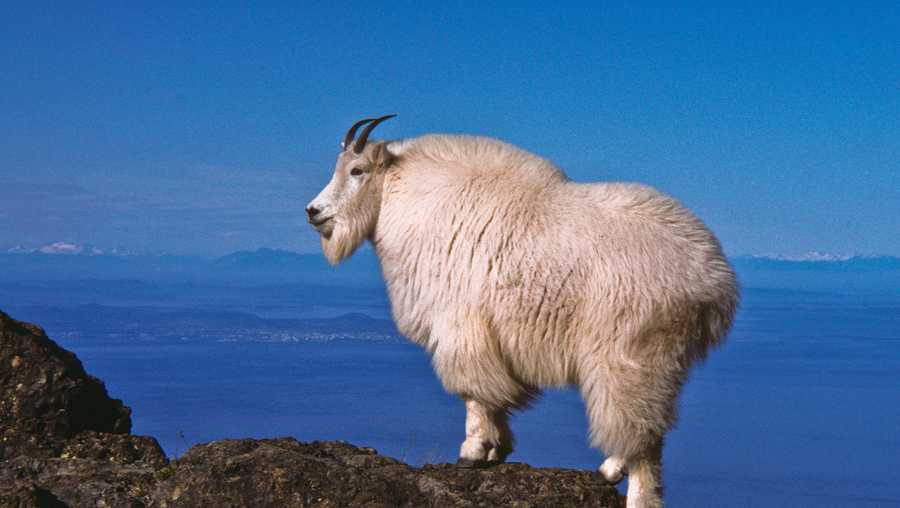 Wild goats being airlifted out of national park into native habitats