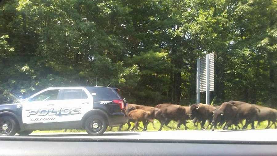 Police attempt to corral herd of bison after they escape from farm