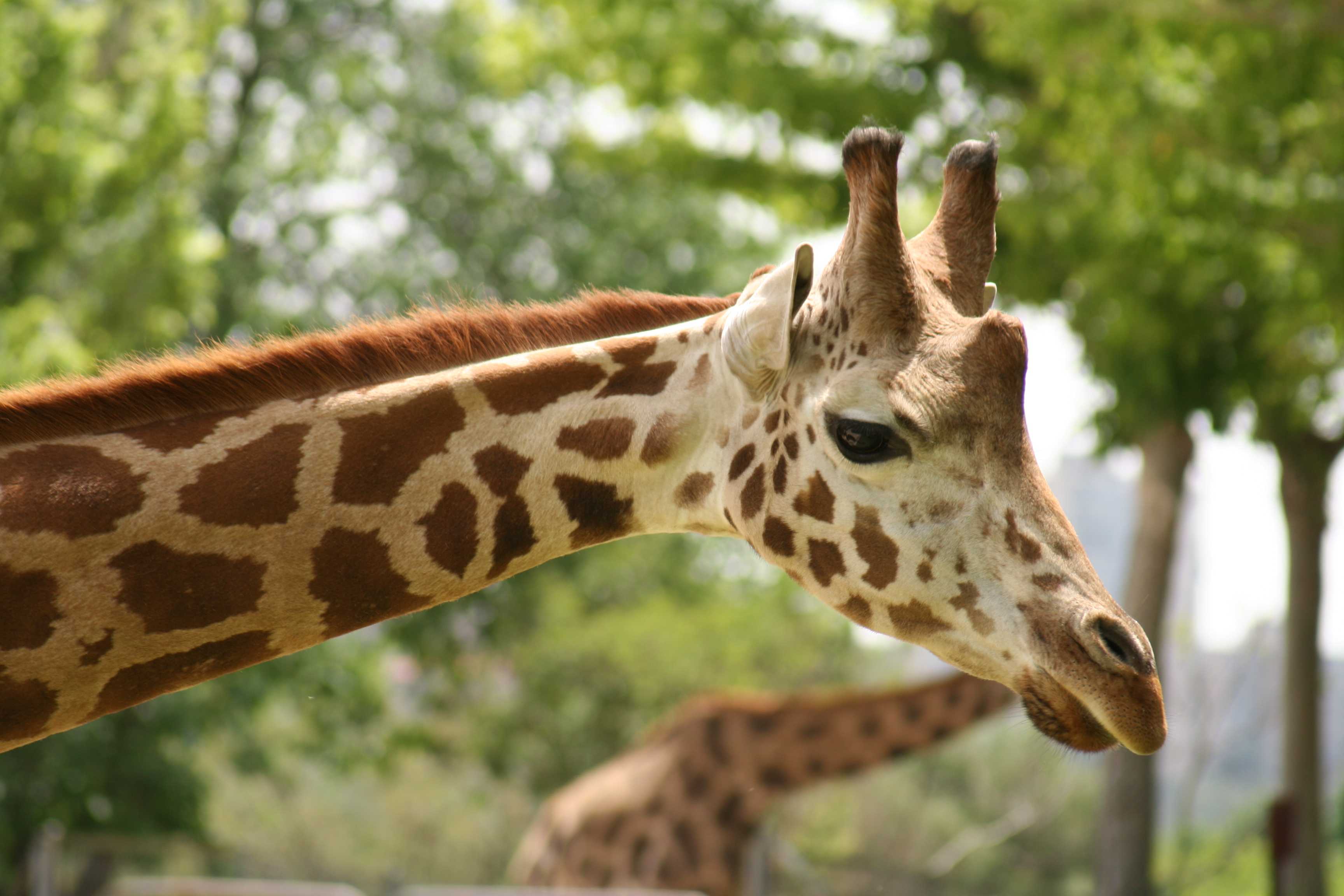 Newborn giraffe calf dies after born with dislocated hip
