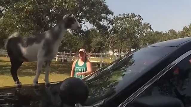 Got goat insurance? Animal has some fun with visiting police officer