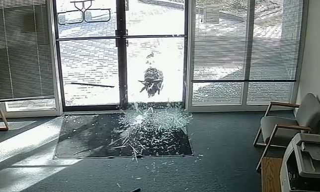 Head-butting goat caught on camera vandalizing business