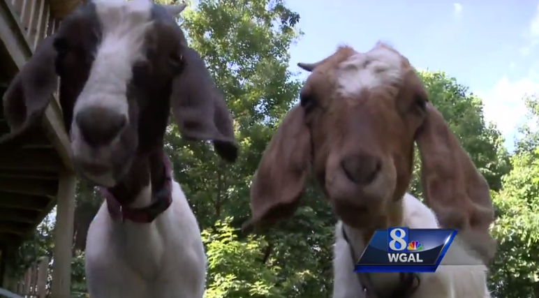 Goats hired to chomp down on poison ivy problem