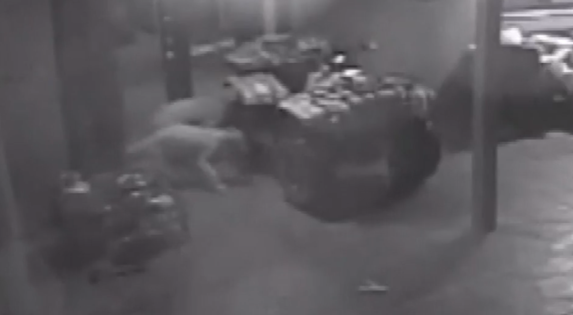 Video: Man with BB gun shoots golden retrievers, killing one