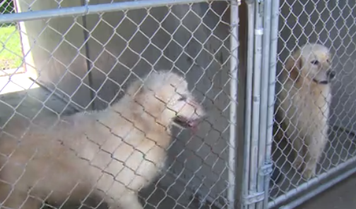 ​Around 30 dogs discovered dead in freezer during animal welfare investigation