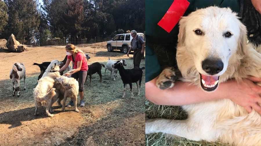 Hero dog saves goats, fawn from raging wildfire