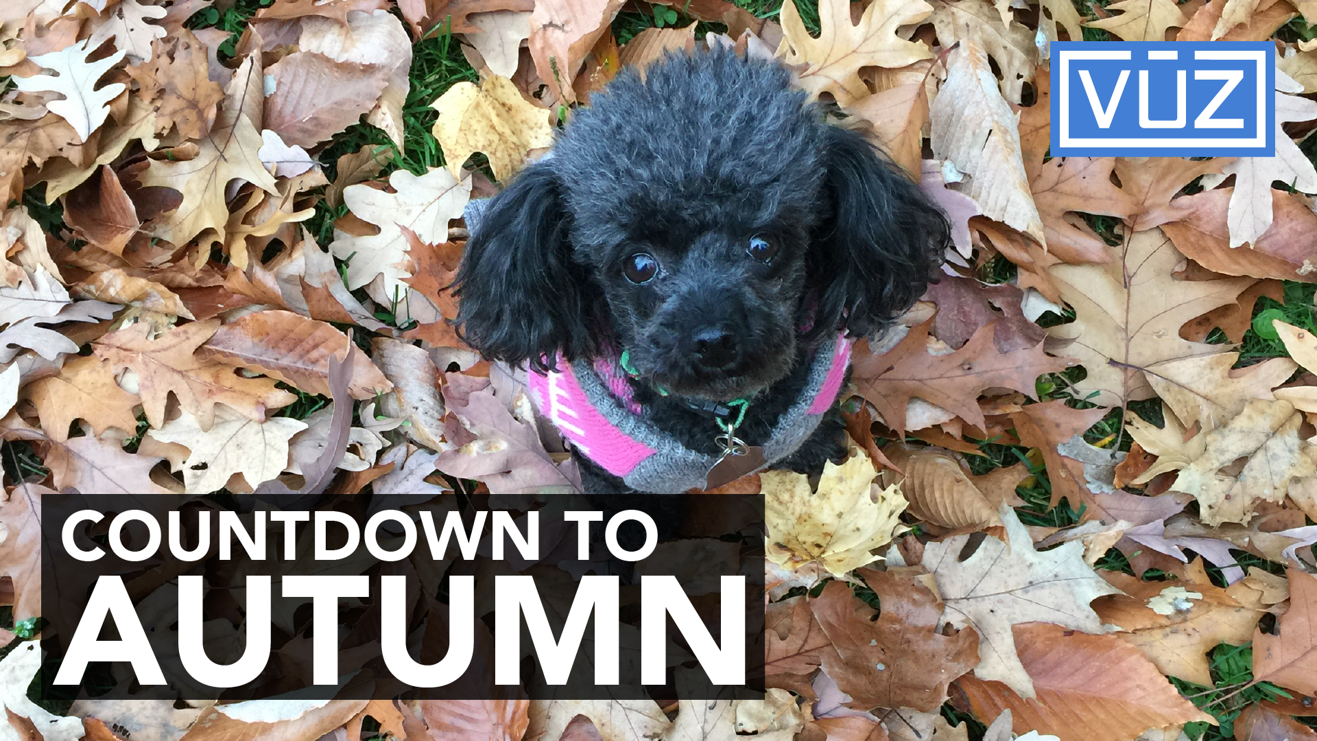 These pups are just as excited for fall as you are