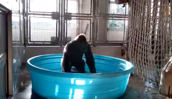 Breakdancing gorilla busts a move in pool