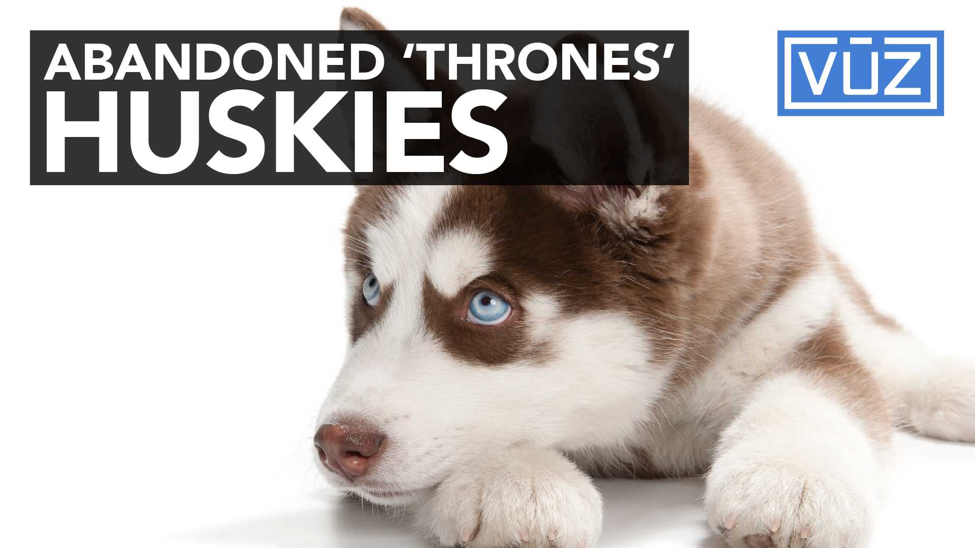 HBO hit series spurs interest in huskies