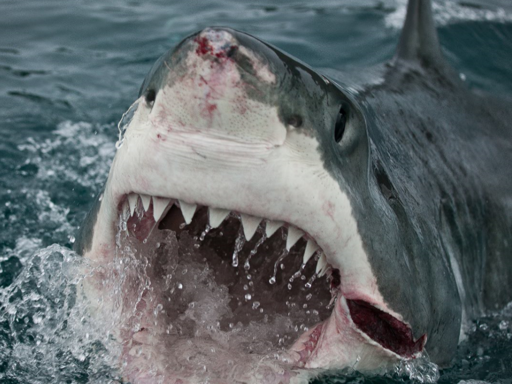 Shark Week 2017: Michael Phelps race, ‘Sharktacular 2017’ starts Sunday