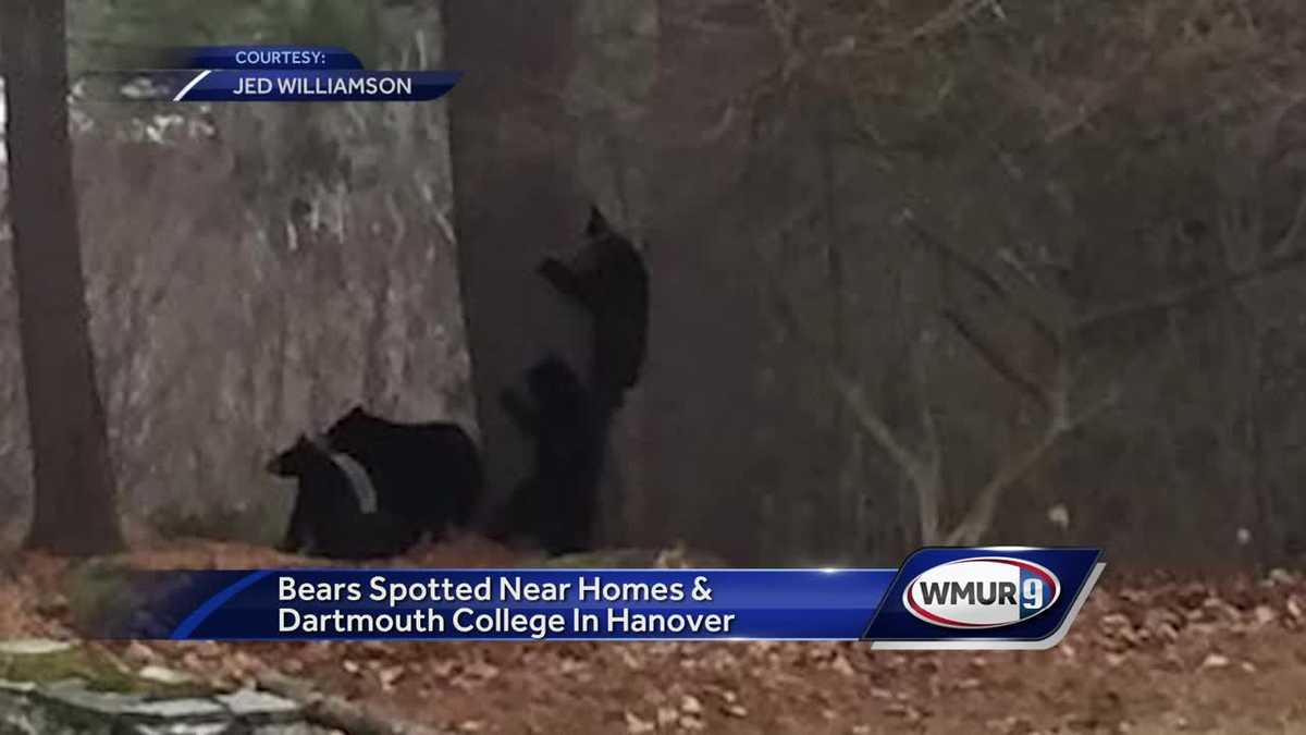 Bear family living near downtown Hanover causing concern - WMUR Manchester