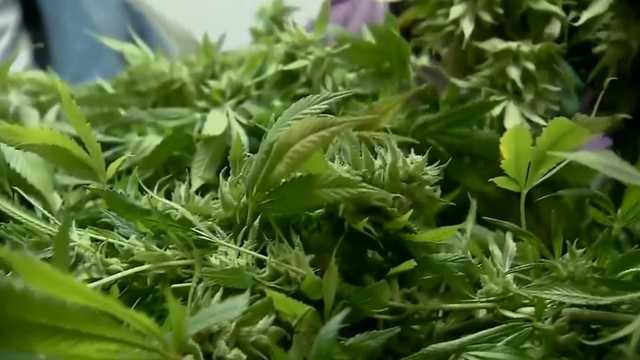 plant soy