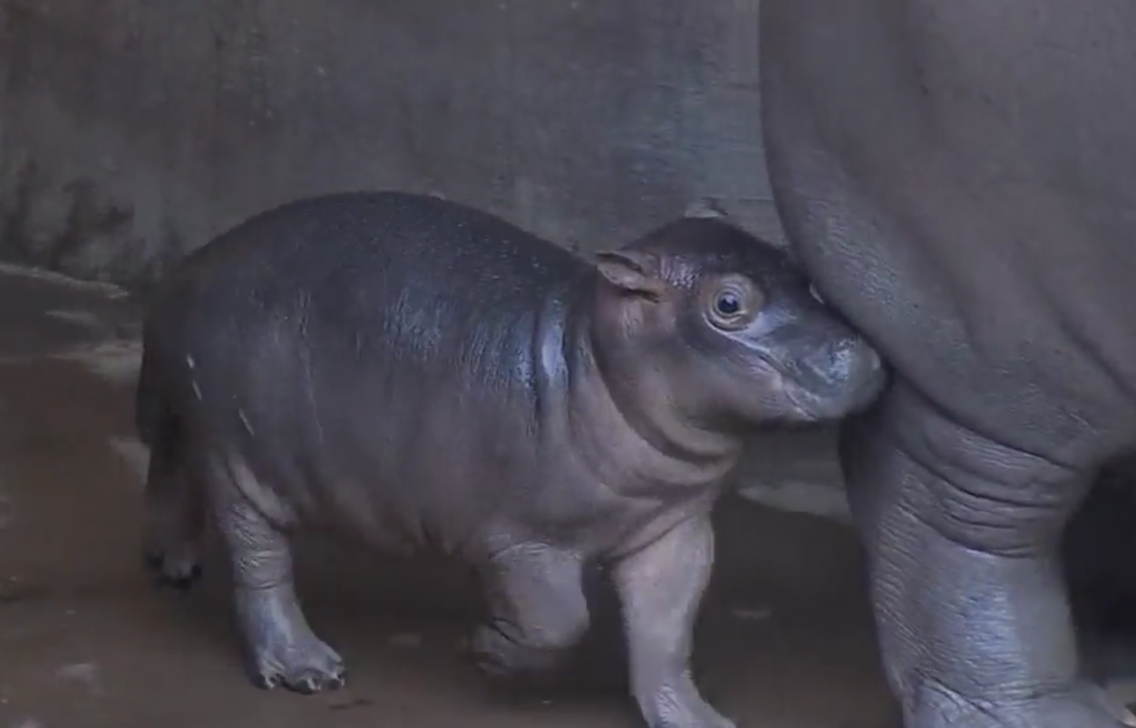 Fiona the hippo has a message for her fellow preemies