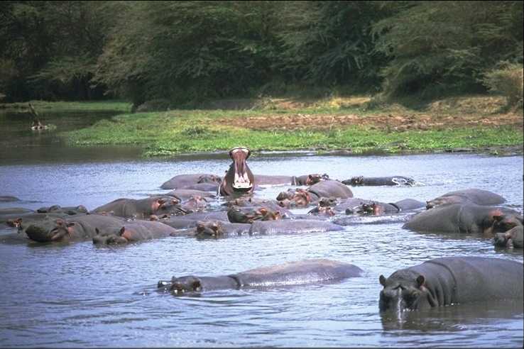 Woman fatally attacked by hippo while on safari