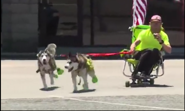 Homeless man on cross-country, urban dog sled journey makes stop in Alabama
