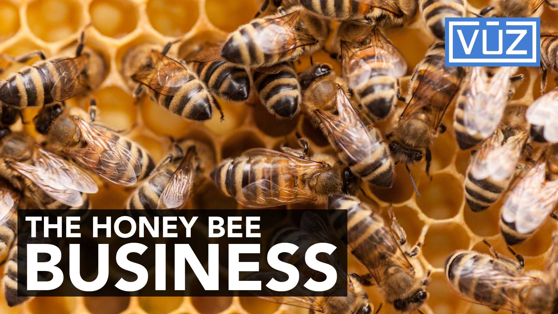A 14-year-old boy started his own honey company