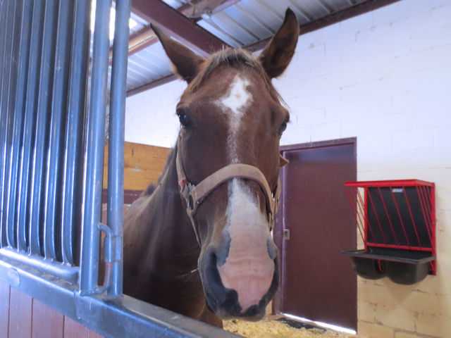 Gallery: Horses, pigs, bunnies among animals up for adoption in OKC