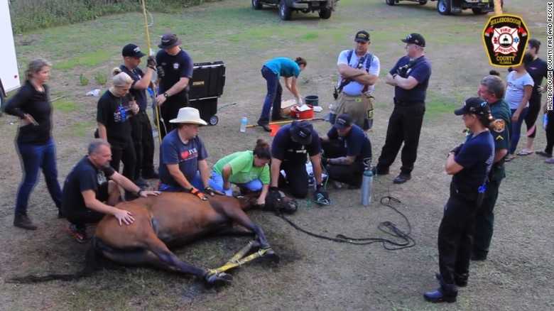 On Camera: Dramatic rescue of 25-year-old horse from Florida mud pit