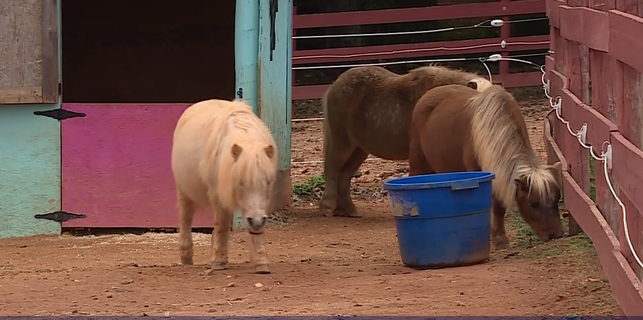Woman fights to keep equine rescue alive through donations