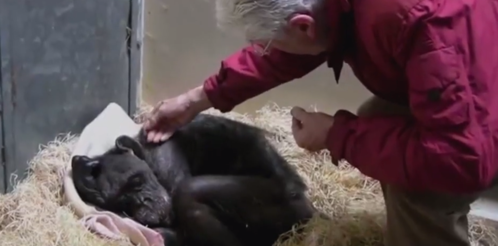 Heartbreaking video shows dying chimp recognizing longtime human friend