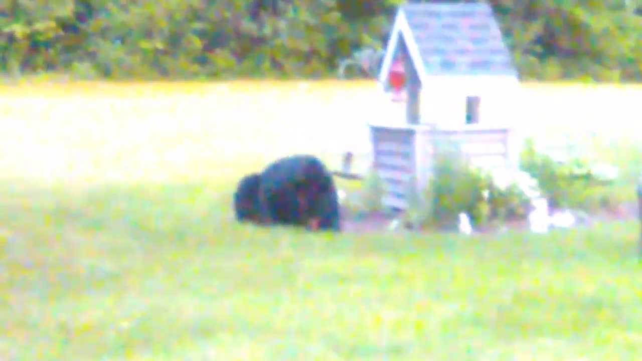 Hungry bear digs into birdfeeder for quick bite