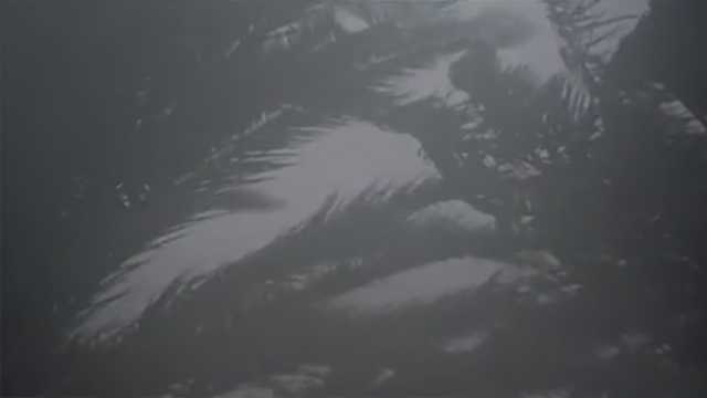 Survival-prone dog wanders street in Tropical Storm Harvey’s aftermath