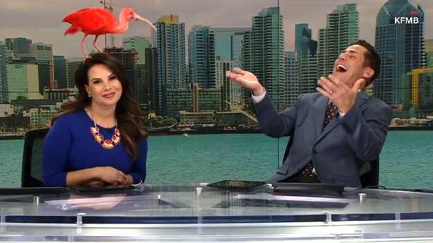 Exotic bird lands on anchors head on live TV