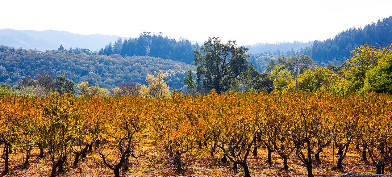 10 NorCal areas to visit for best fall foliage