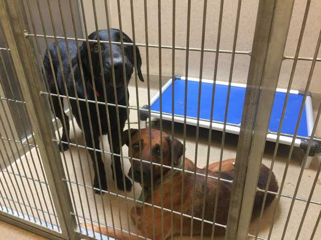 Dozens of lost animals fill Sacramento County shelter