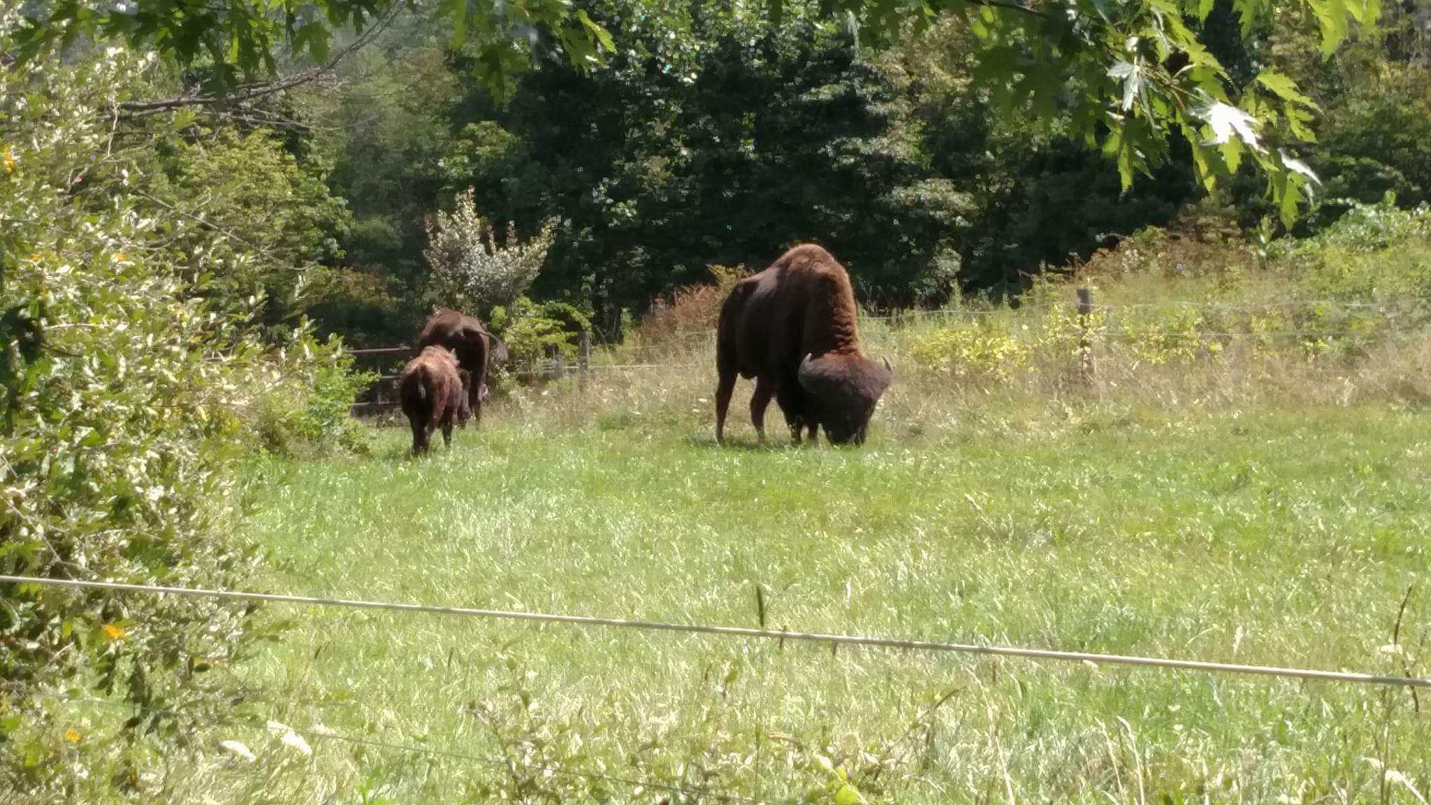 Five untamed bison accounted for, but not caught