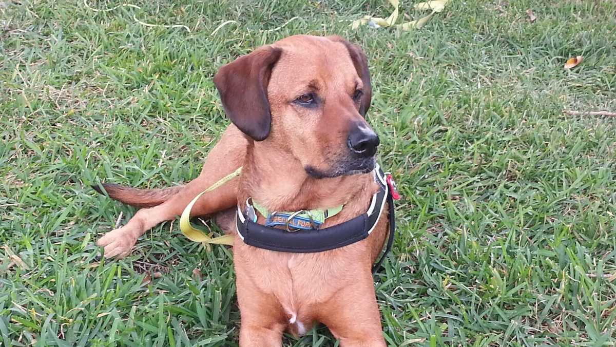 MISSING SERVICE DOG: Have you seen Sam?