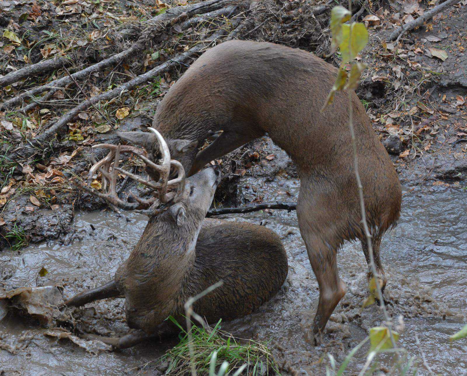Caught on camera: Deputies free bucks locked at the antlers