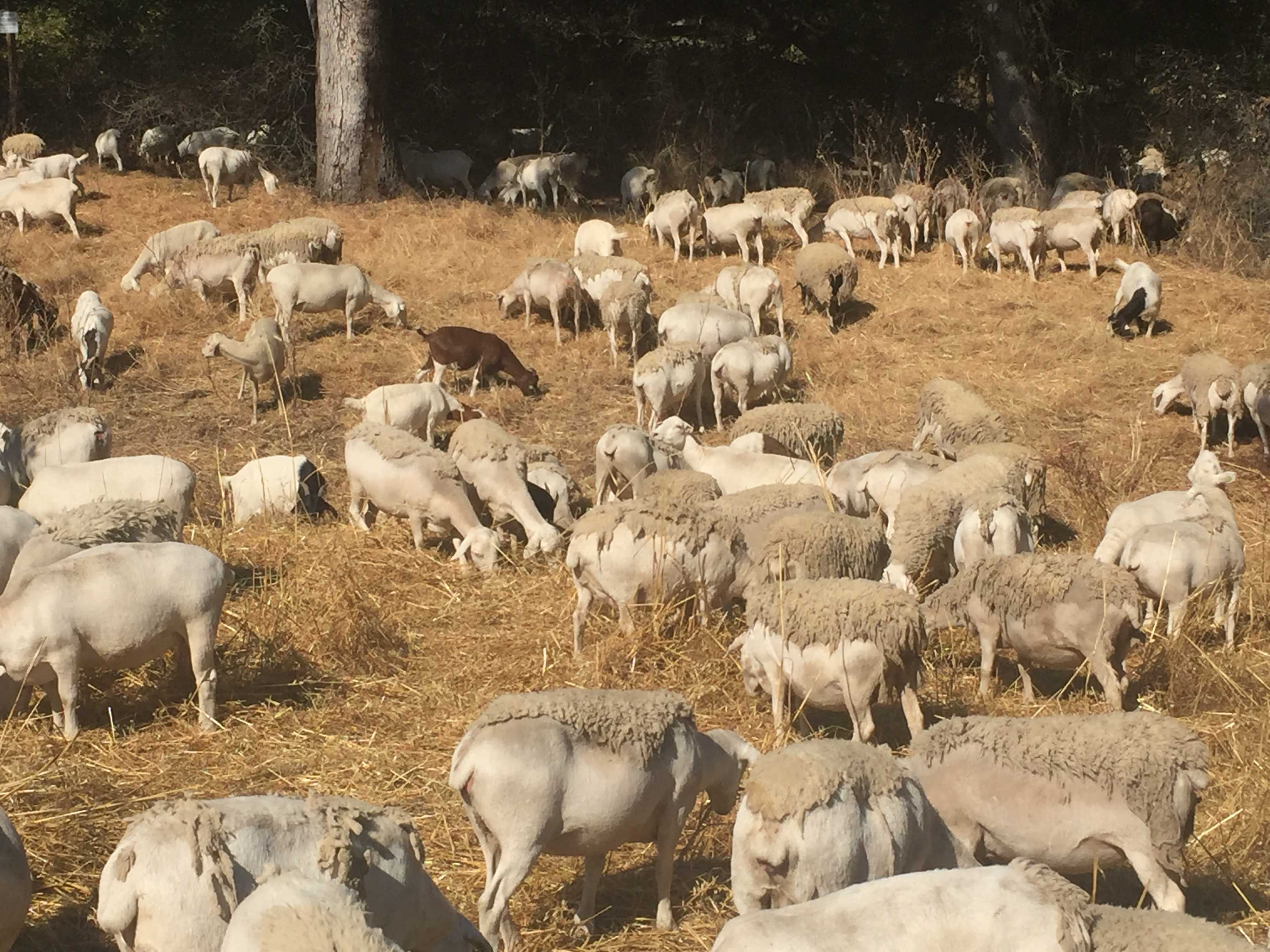 Hundreds of goats, sheep work to protect Sacramento County from fires, floods