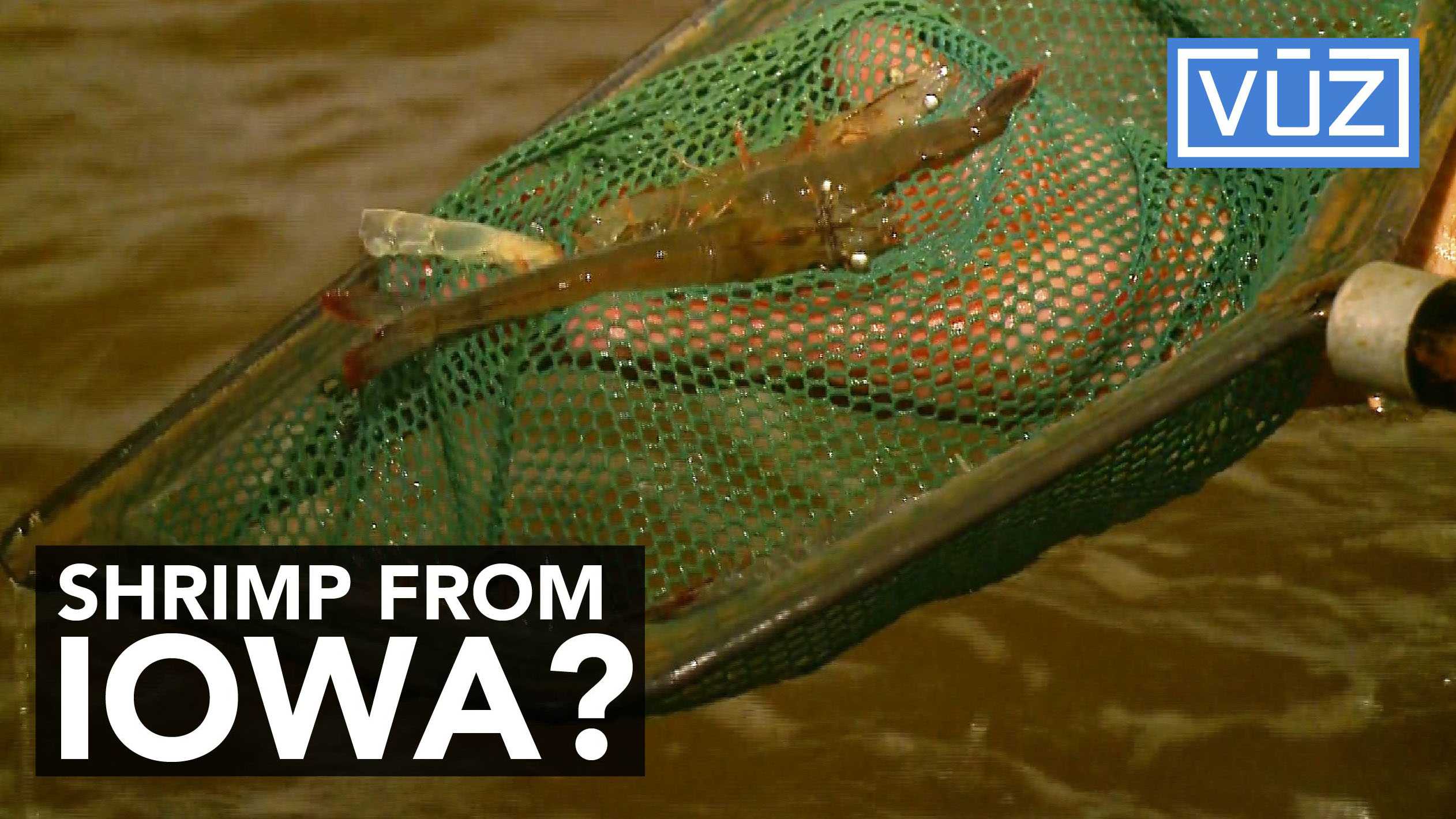 Little Iowa shrimp farm looks to make big splash