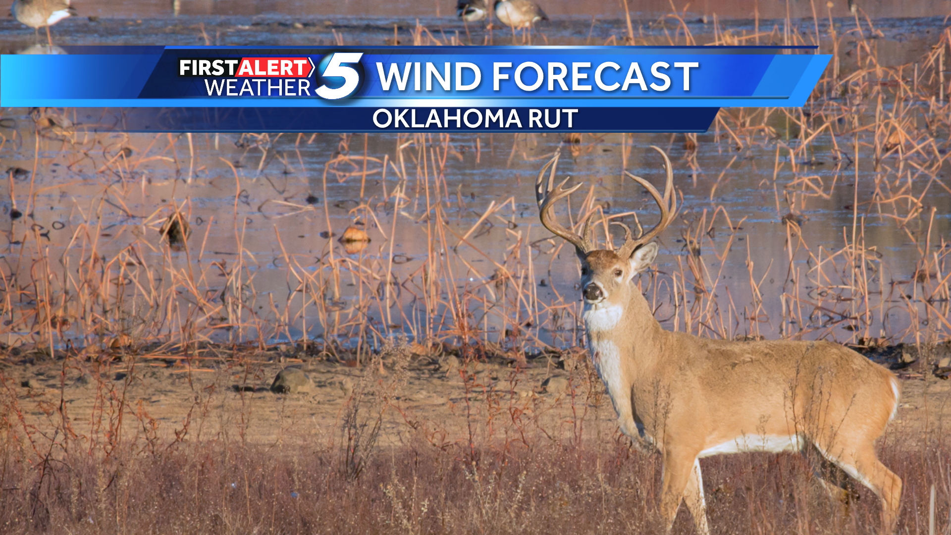 Oklahoma whitetail deer rut wind forecast - Oklahoma City news - NewsLocker