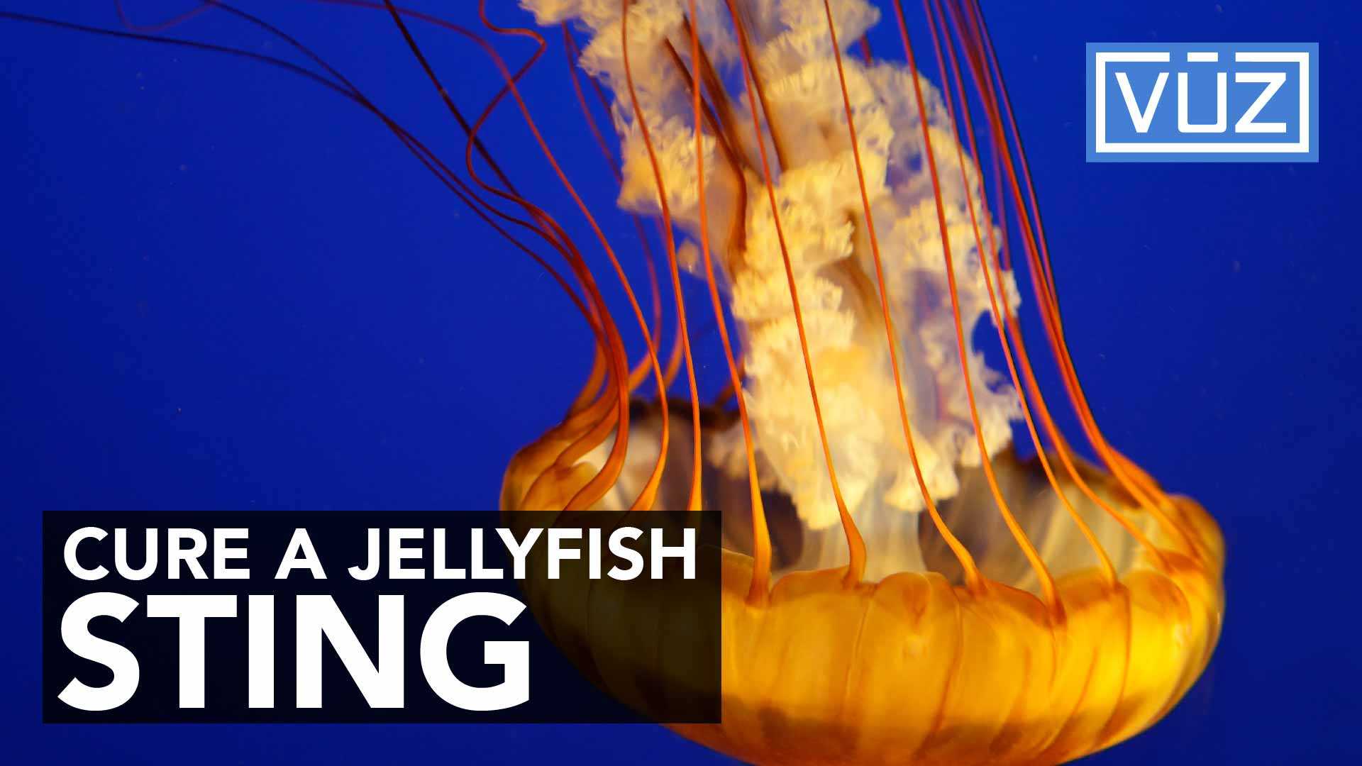 THIS is the right way to treat a jellyfish sting. Hint: Don’t pee on it.