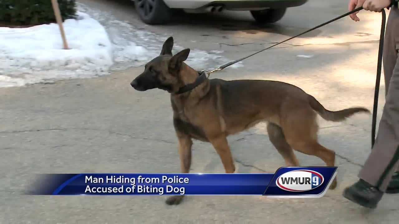 Suspect bites police dog, officials say