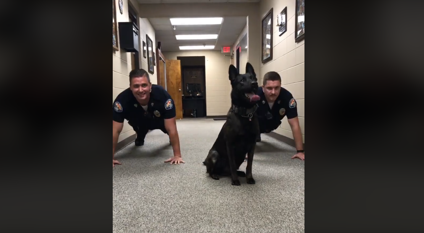 Video of K-9 doing push-ups with police officers goes viral