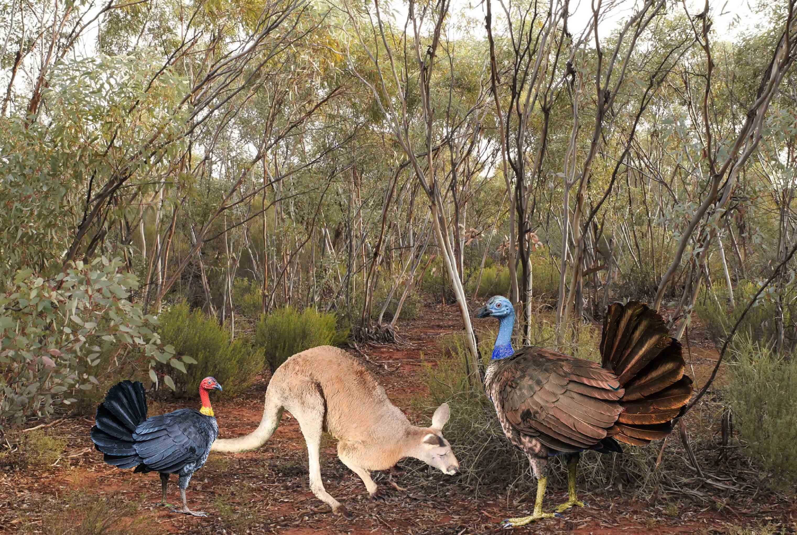 Research shows kangaroo-sized turkeys once roamed Australia
