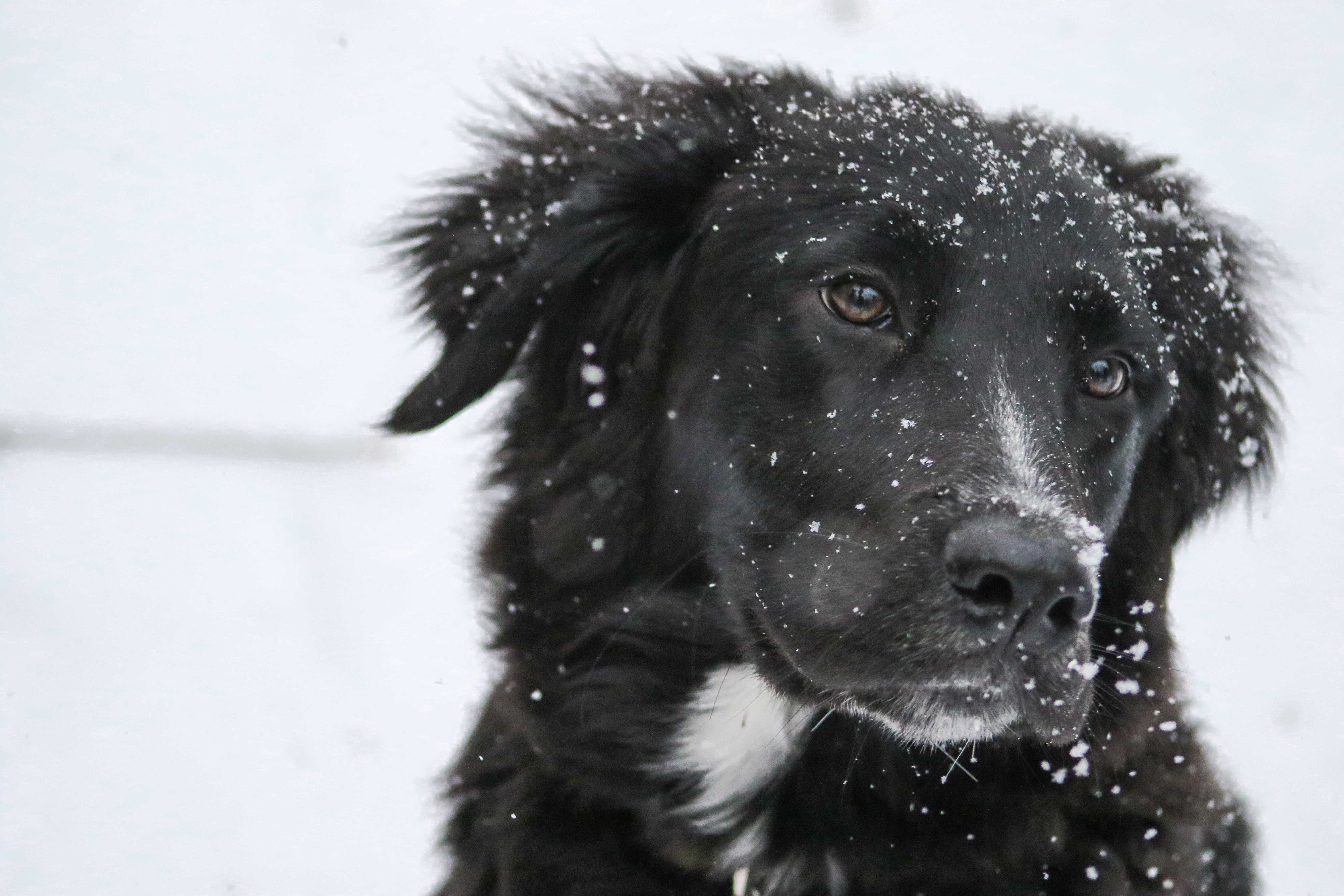 13 ways to keep your pets warm this winter