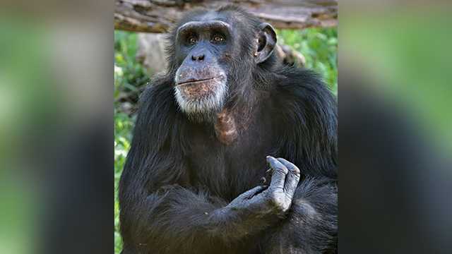 Chimpanzee dies in fall from tree at zoo