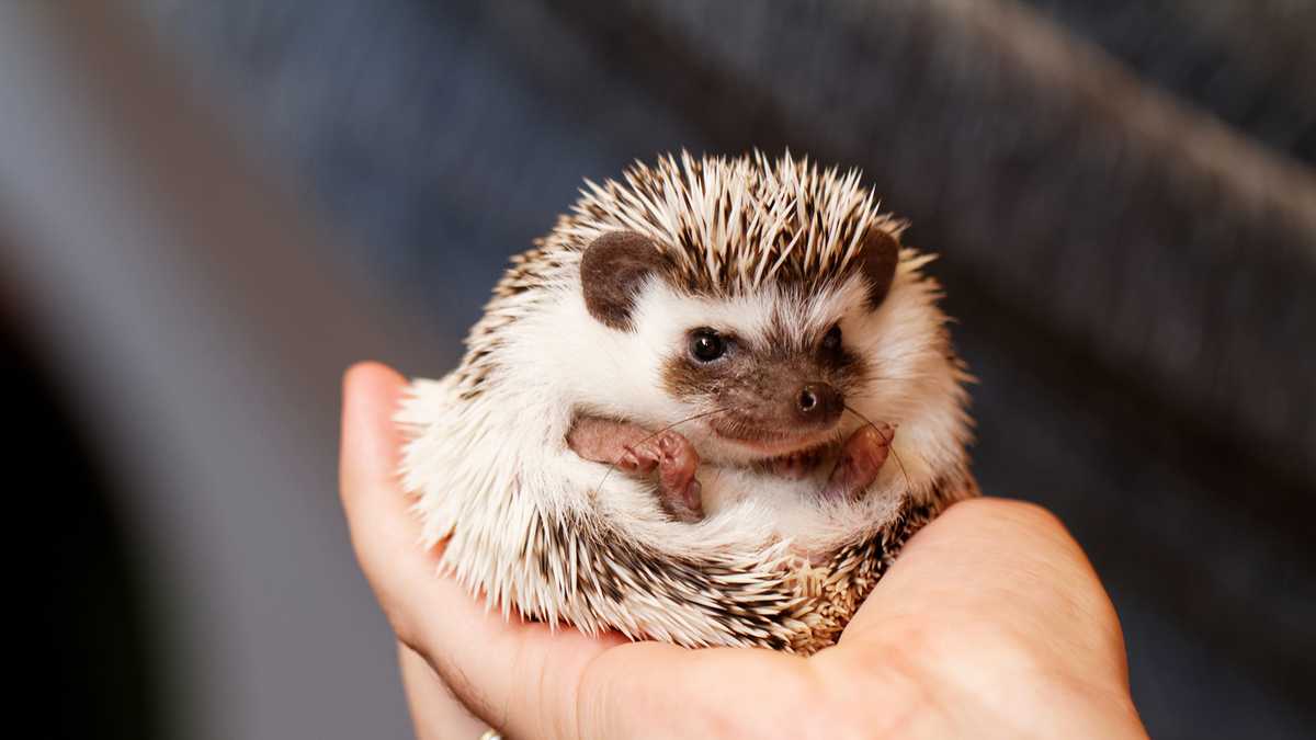 15 Hedgehogs Dumped In California Trash Can; Investigation Launched