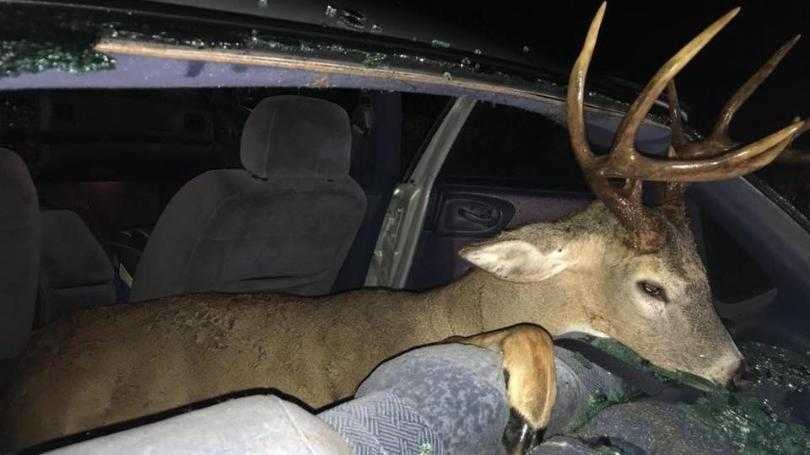 Deer ends up in back seat of car in crash Deer ends up in back seat of car in crash