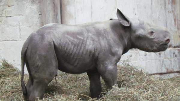 Rare black rhino born at Cincinnati Zoo Rare black rhino born at Cincinnati Zoo