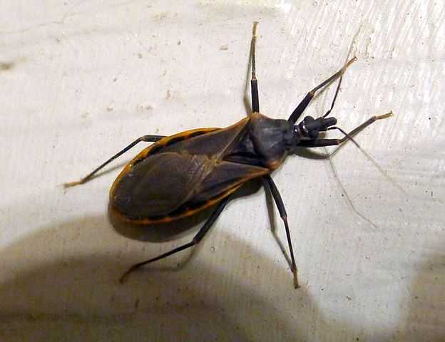 'Kissing bug' disease more deadly than thought