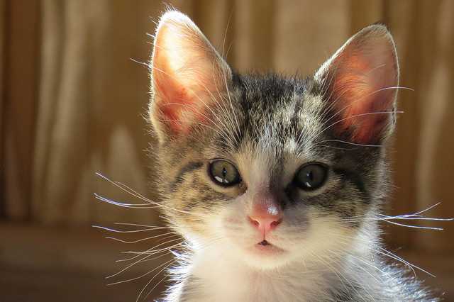 Man sent to prison for burning 4 kittens to death