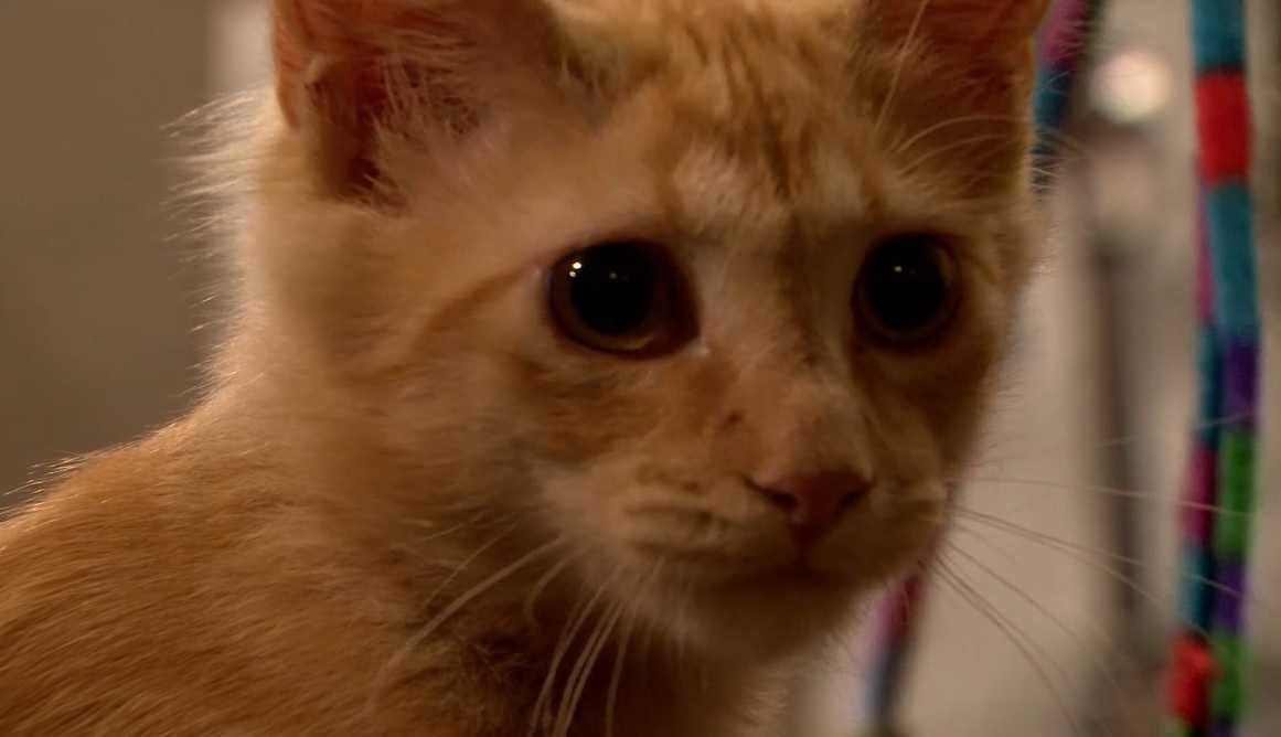 Coffee with a side of cuddles, kitten cafe opens for business