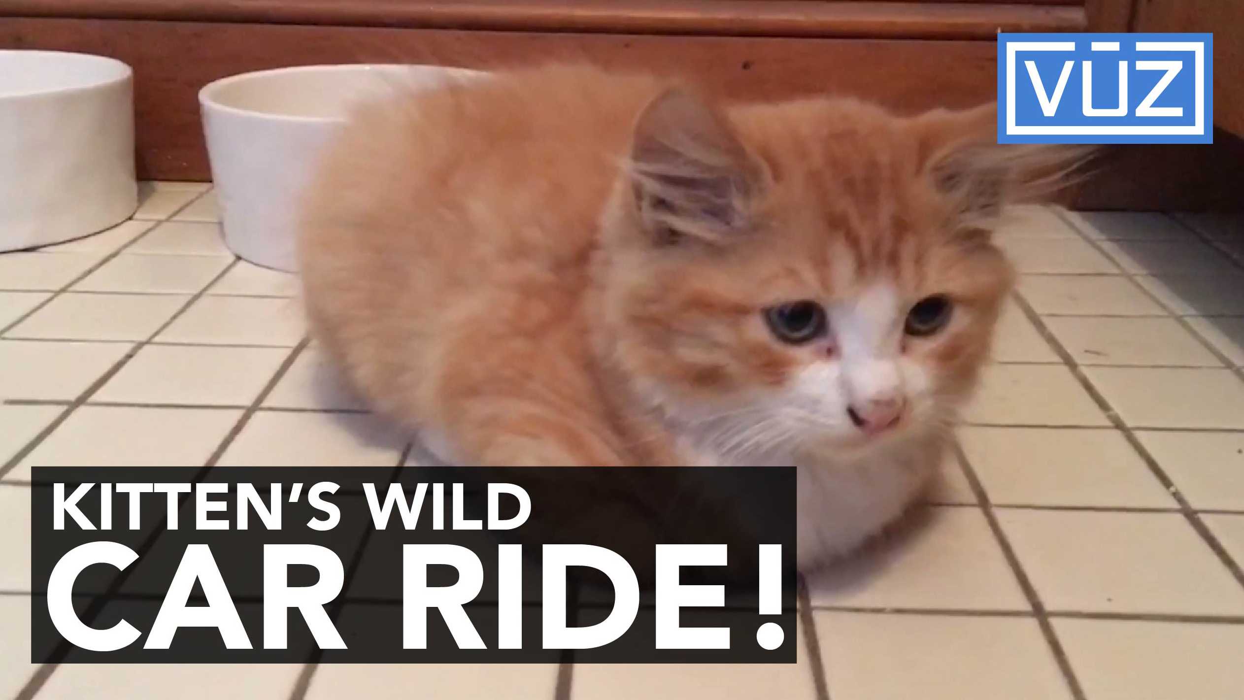 Kitten hitchhikes 105 miles under the hood