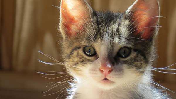 Cincinnati-area's first cat cafe opens Sunday - WLWT-TV - WLWT Cincinnati