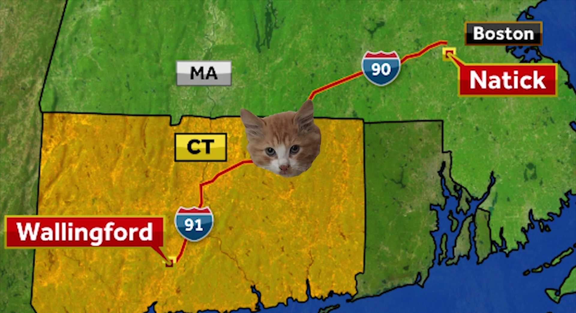 Kitten rides in hood of car from Natick to Connecticut